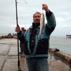 Hacía tiempo que no se veían tanta cantidad de pescadillas en la costa de Mar del Plata. Los piques se dieron prácticamente a toda hora.