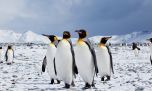 ¿Cómo hicieron los pingüinos para sobrevivir durante 60 millones de años?