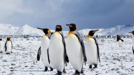 Los pingüinos tienen la tasa de evolución más baja de todas las aves