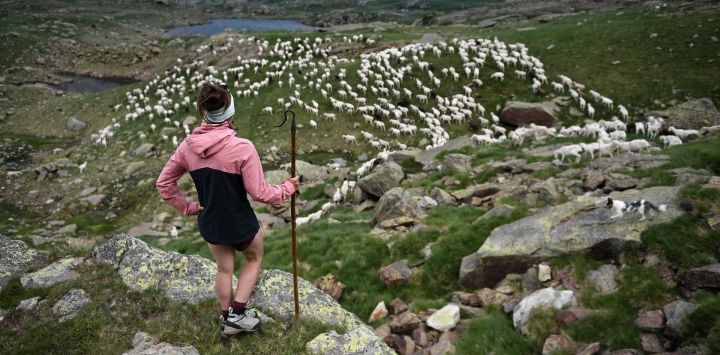La pastora francesa Alisson Carrere-Sastre, de 23 años, vigila su rebaño, en el valle de Aygues Tortes, en los Pirineos franceses. - La pastora francesa conduce un rebaño de 700 ovejas en los pastos de los Pirineos de junio a septiembre.