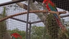 Mbutú y Tokwaj fueron rescatados de los incendios.