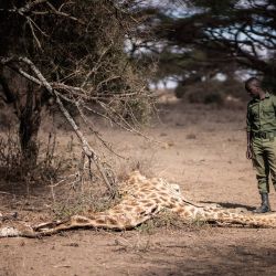 El guardabosques de Big Life, Job Tarayia, junto al cadáver de una jirafa en el santuario de Kimana, en el subcondado de Kajiado. - Una grave sequía ha afectado al ecosistema del Gran Amboseli, donde algunas zonas sólo recibieron alrededor del 15% de las precipitaciones previstas a principios de este año. Muchos animales ya han muerto de hambre y muchos más están en peligro. | Foto:Fredrik Lerneryd / AFP