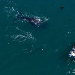 No es común que haya ballenas jorobadas en esa zona patagónica.