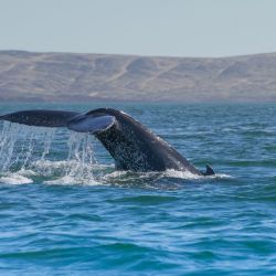 Nunca se había registrado que una población de ballenas jorobadas permanezca en esa zona.