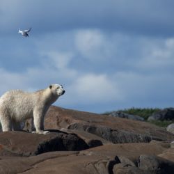 Un oso polar es atacado por un charrán ártico que defiende su nido, mientras camina por la costa para encontrar algo que comer, cerca de Churchill, Canadá. | Foto:Olivier Morin / AFP