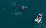 Avistan una nueva especie de ballenas jorobabas en Chubut