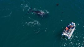 No es común que haya ballenas jorobadas en esa zona patagónica.