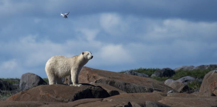 Un oso polar es atacado por un charrán ártico que defiende su nido, mientras camina por la costa para encontrar algo que comer, cerca de Churchill, Canadá.