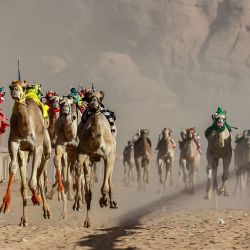 Camellos montados por jinetes robot participan en una carrera en el hipódromo Sheikh Zayed de Disah, en el desierto de Wadi Rum, al sur de Jordania. | Foto:KHALIL MAZRAAWI / AFP