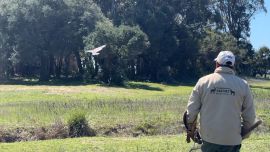 La hembra subadulta fue liberada en San Clemente del Tuyú