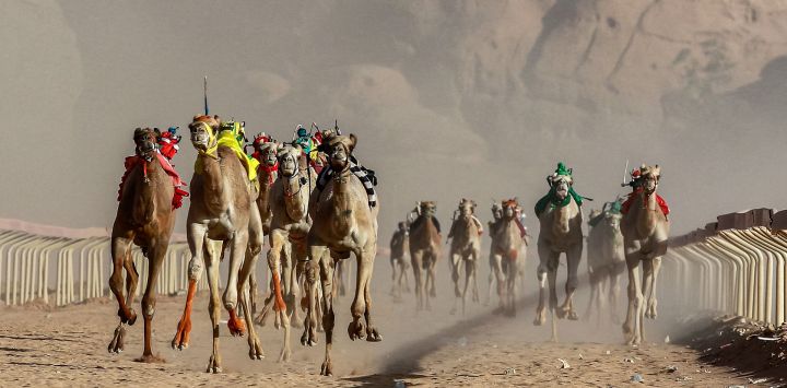 Camellos montados por jinetes robot participan en una carrera en el hipódromo Sheikh Zayed de Disah, en el desierto de Wadi Rum, al sur de Jordania.
