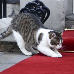 Gato | Foto:AFP