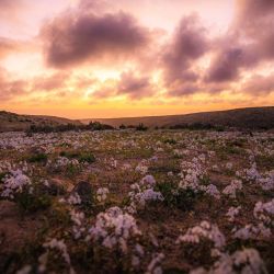 Fotografía que muestra flores en flor en el desierto de Atacama, cerca de Copiapó, Chile. | Foto:Sebastian Ojeda / Imagen Chile / AFP