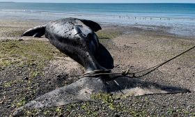 dead whales, Puerto Madryn