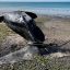 Scientists worried by spate of Península Valdés whale deaths