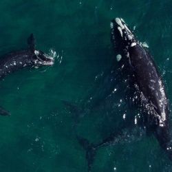 En esta vista aérea, una ballena franca austral es fotografiada con sus crías en las aguas del Océano Atlántico Sur cerca de Puerto Madryn, provincia de Chubut, Argentina. - A pesar de la reciente muerte de al menos 13 ballenas francas australes, las autoridades han registrado más de 1.400 ballenas en los golfos Nuevo y San José, el mayor número en más de 50 años. | Foto:LUIS ROBAYO / AFP