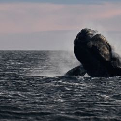 Una ballena franca austral es fotografiada en aguas del Océano Atlántico Sur cerca de Puerto Madryn, provincia de Chubut. - A pesar de la reciente muerte de al menos 13 ballenas francas australes, las autoridades han registrado más de 1.400 ballenas en los golfos Nuevo y San José, el mayor número en más de 50 años. | Foto:LUIS ROBAYO / AFP