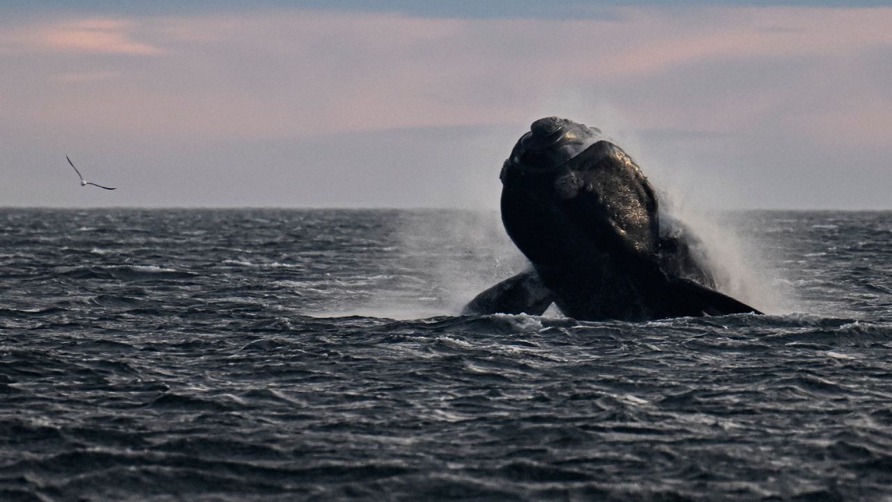 Una ballena franca austral es fotografiada en aguas del Océano Atlántico Sur cerca de Puerto Madryn, provincia de Chubut. - A pesar de la reciente muerte de al menos 13 ballenas francas australes, las autoridades han registrado más de 1.400 ballenas en los golfos Nuevo y San José, el mayor número en más de 50 años. | Foto:LUIS ROBAYO / AFP