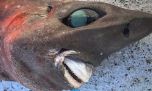Mirá el tiburón de especie desconocida que pescaron en Australia