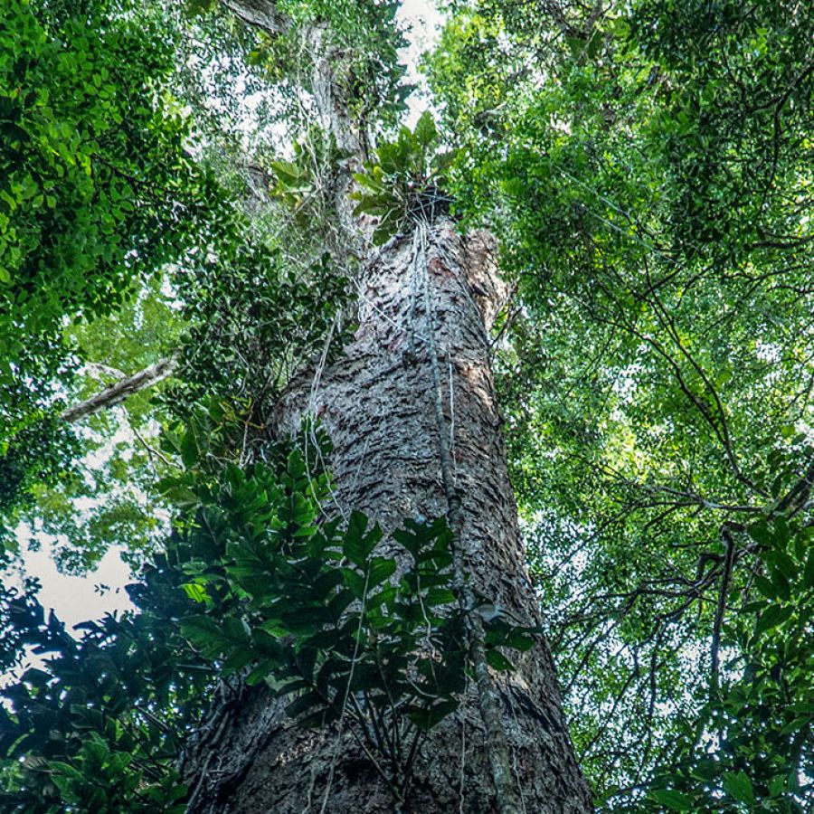 Científicos llegaron al árbol más alto de la selva amazónica: 25 pisos de  
