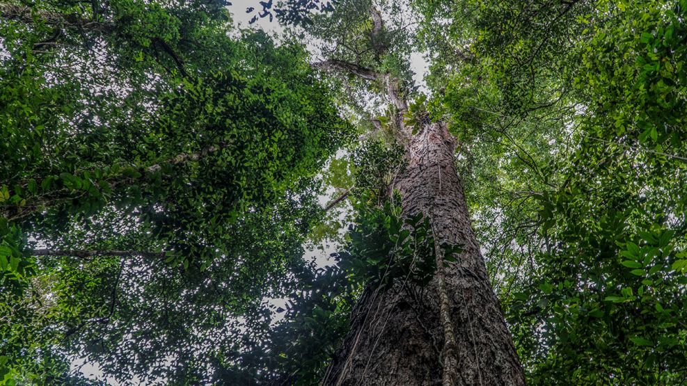 arbol amazonas brasil 07102022