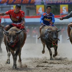 Jinetes de búfalos compiten durante la Carrera de Búfalos, en Chonburi, Tailandia. | Foto:Xinhua/Rachen Sageamsak