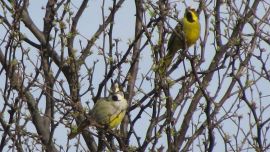Los ejemplares habían sido rescatados del tráfico ilegal.
