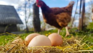 Huevos de gallina 20221011