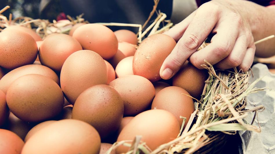 Huevos de gallina 20221011