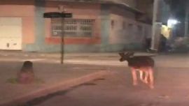 El ciervo axis sorprendió en pleno centro de Goya.