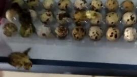 El intenso calor provocó la eclosión de los huevos.