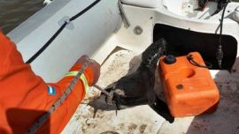 El pequeño animal presentaba numerosas heridas en su cuerpo.