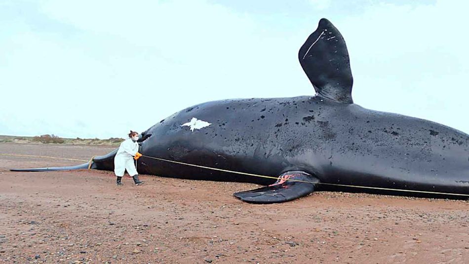 20221015_ballenas_muertas_peninsula_valdes_institutodeconservaciondeballenas_g