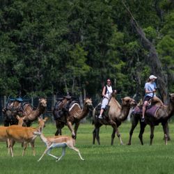 En Orlando, el Safari Wilderness Ranch es una invitación a vivir una experiencia única e inolvidable en medio de la naturaleza