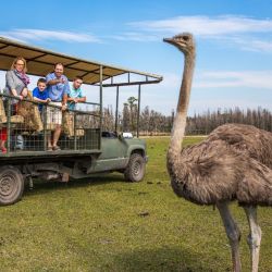 En Orlando, el Safari Wilderness Ranch es una invitación a vivir una experiencia única e inolvidable en medio de la naturaleza