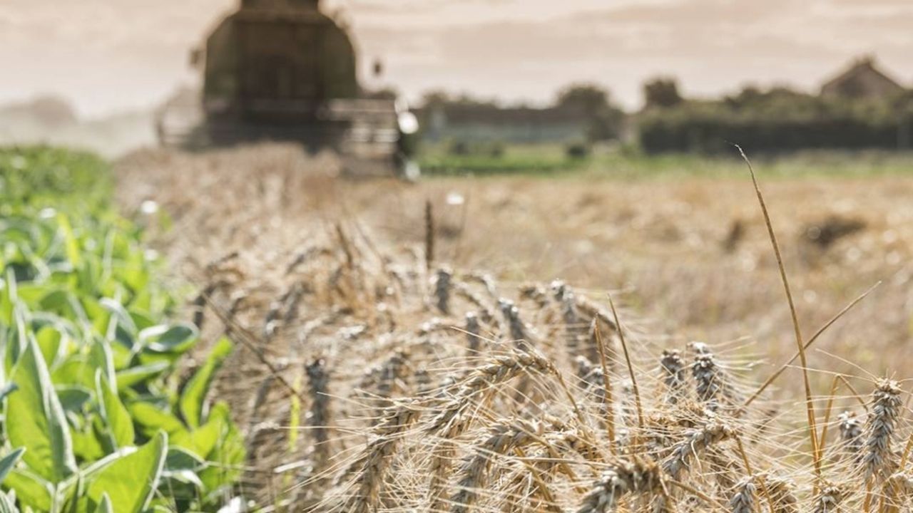 Por la sequía habrá menos trigo: ¿impactará el precio del pan? | Perfil