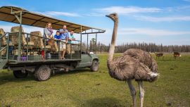 En Orlando, el Safari Wilderness Ranch es una invitación a vivir una experiencia única e inolvidable en medio de la naturaleza