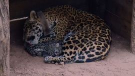Mbareté, junto a sus dos pequeños cachorros.