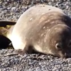 La mamá junto al pequeño elefantito marino recién nacido.