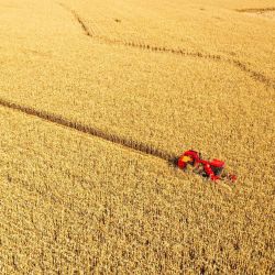 Vista aérea de agricultores cosechando maíz, en la región autónoma de Mongolia Interior, en el norte de China. | Foto:Xinhua/Lian Zhen