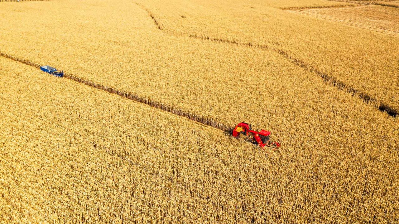 Vista aérea de agricultores cosechando maíz, en la región autónoma de Mongolia Interior, en el norte de China. | Foto:Xinhua/Lian Zhen