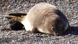 La mamá junto al pequeño elefantito marino recién nacido.