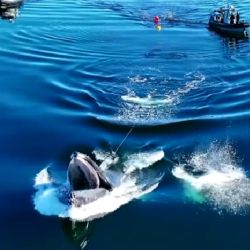 La Isla Texada es lugar de paso obligado para las ballenas que emigran desde California a Alaska.