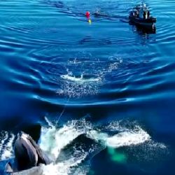 La ballena jorobada había quedado atrapada accidentalmente en una gigantesca red de pesca de camarones.