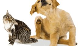 Las alergias son muy comunes en nuestras mascotas.