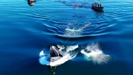 La Isla Texada es lugar de paso obligado para las ballenas que emigran desde California a Alaska.