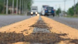Miles de hormigas voladoras invadieron las calles de Sauce Viejo.