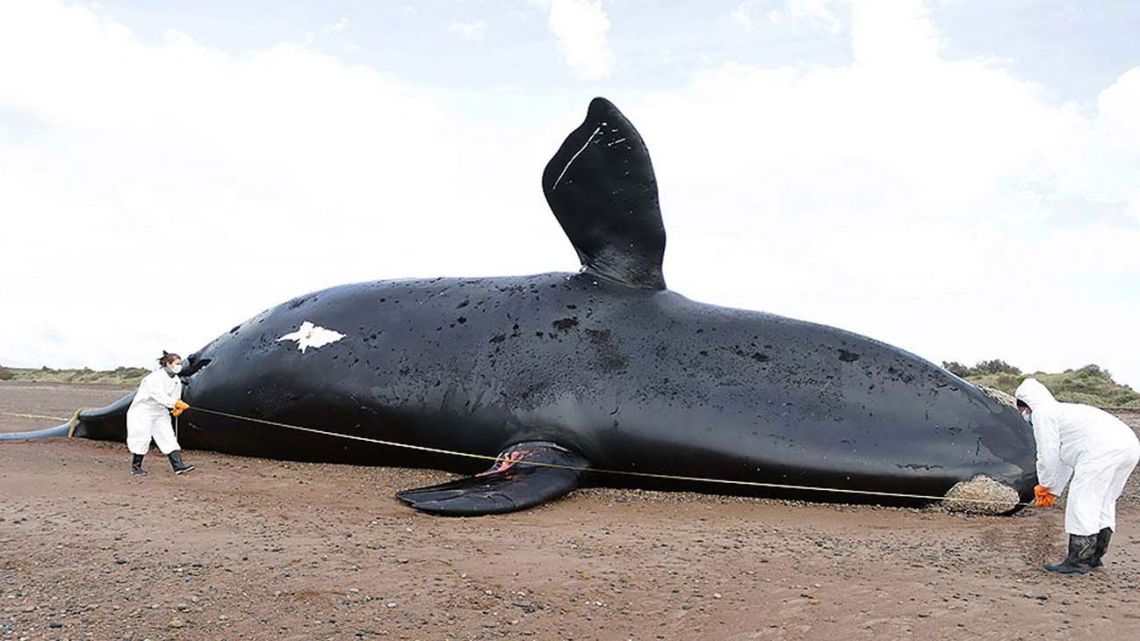 Ballenas muertas aprovechadas para investigación