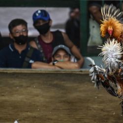 En esta foto unos hombres observan a los gallos durante una pelea de gallos en el Coliseo de San Pedro, en la provincia de Laguna, Filipinas. | Foto:JAM STA ROSA / AFP