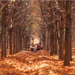 La gente se reúne bajo los árboles durante la temporada de otoño en Shenyang, en la provincia nororiental china de Liaoning. | Foto:AFP